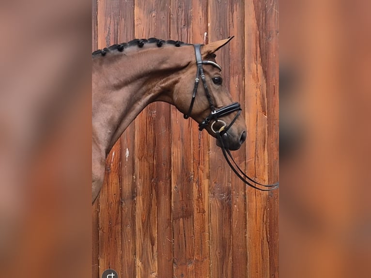 Hannoveraner Wallach 8 Jahre 174 cm Brauner in Stoetze