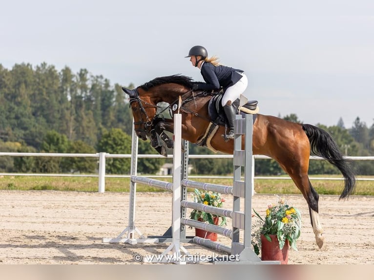 Hannoveraner Wallach 8 Jahre 174 cm Brauner in Prag