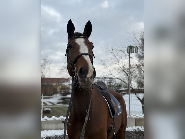 Hannoveraner Wallach 8 Jahre 174 cm Brauner in Amstetten