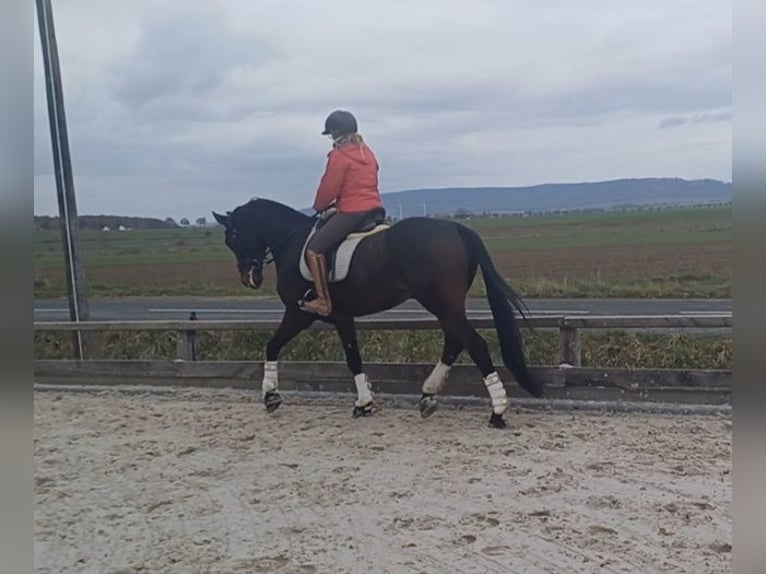 Hannoveraner Wallach 8 Jahre 174 cm Dunkelbrauner in Duingen