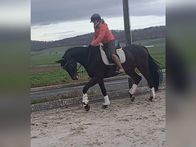 Hannoveraner Wallach 8 Jahre 174 cm Dunkelbrauner in Duingen