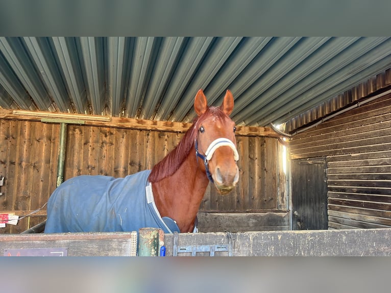 Hannoveraner Wallach 8 Jahre 174 cm Dunkelfuchs in Langenselbold