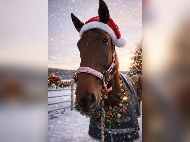 Hannoveraner Wallach 8 Jahre 174 cm Dunkelfuchs in Langenselbold