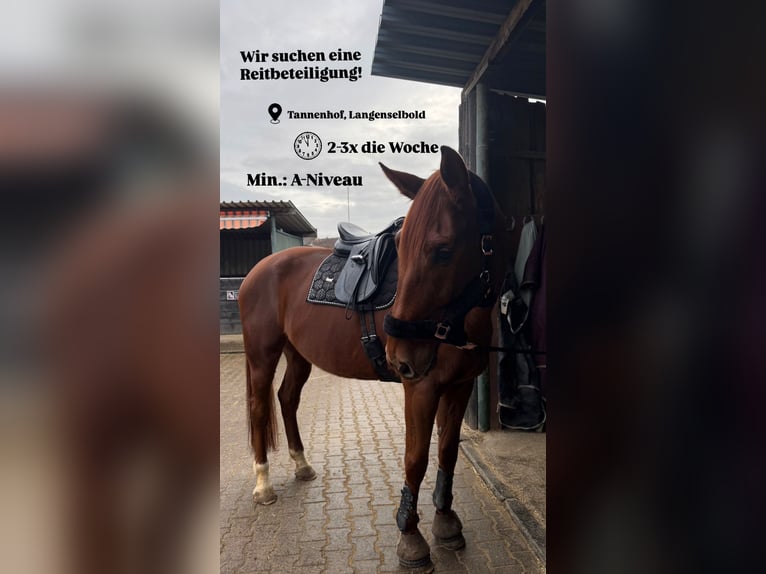 Hannoveraner Wallach 8 Jahre 174 cm Dunkelfuchs in Langenselbold