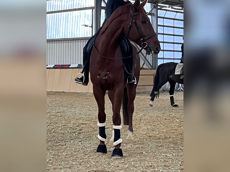 Hannoveraner Wallach 8 Jahre 174 cm Dunkelfuchs in Langenselbold