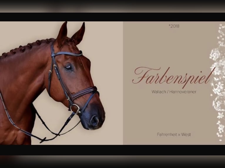 Hannoveraner Wallach 8 Jahre 174 cm Dunkelfuchs in Langenselbold