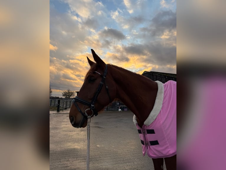 Hannoveraner Wallach 8 Jahre 174 cm Dunkelfuchs in Langenselbold