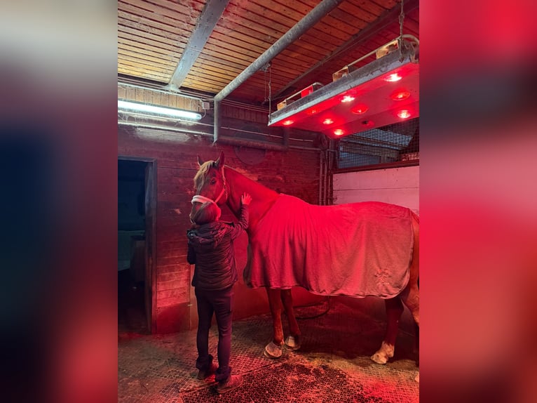 Hannoveraner Wallach 8 Jahre 174 cm Dunkelfuchs in Langenselbold