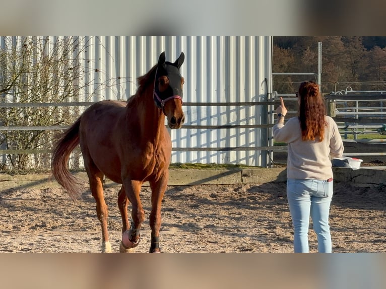Hannoveraner Wallach 8 Jahre 174 cm Dunkelfuchs in Langenselbold