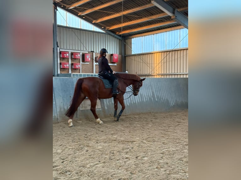 Hannoveraner Wallach 8 Jahre 174 cm Dunkelfuchs in Langenselbold