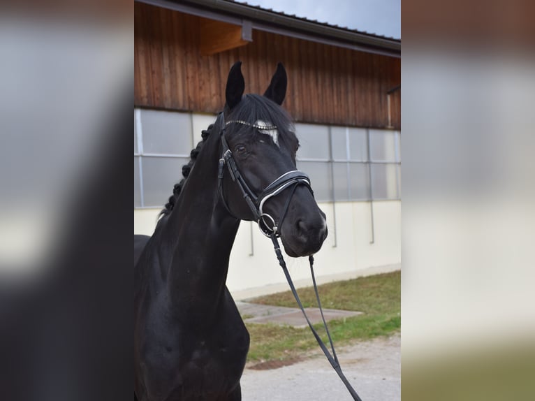 Hannoveraner Wallach 8 Jahre 174 cm Rappe in Nettingsdorf
