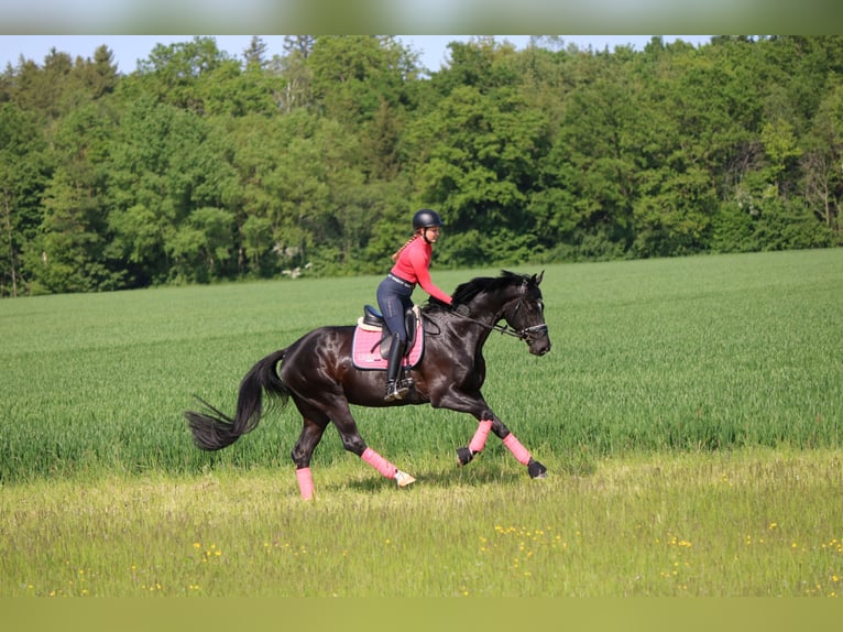 Hannoveraner Wallach 8 Jahre 174 cm Rappe in Nettingsdorf