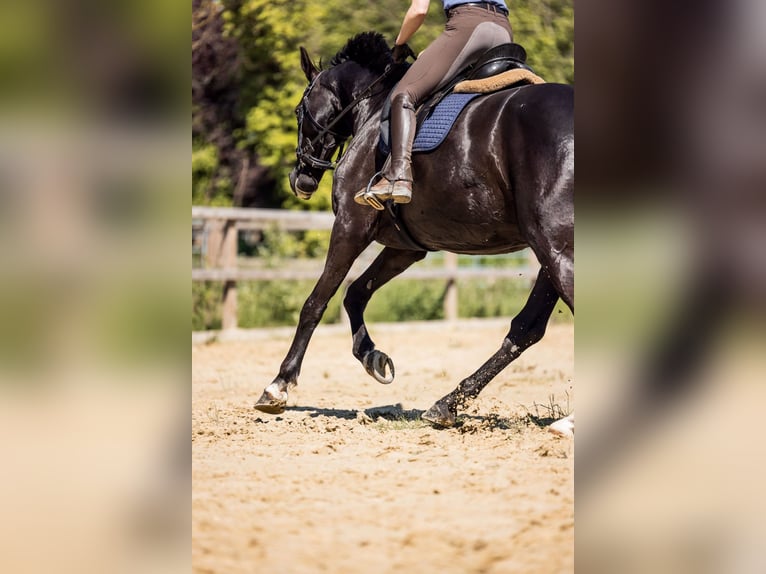 Hannoveraner Wallach 8 Jahre 174 cm Rappe in Bad Laer