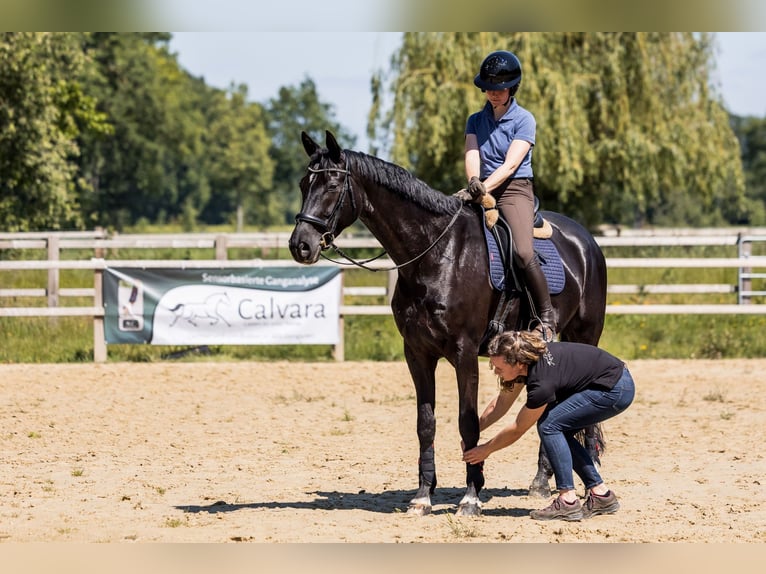 Hannoveraner Wallach 8 Jahre 174 cm Rappe in Bad Laer