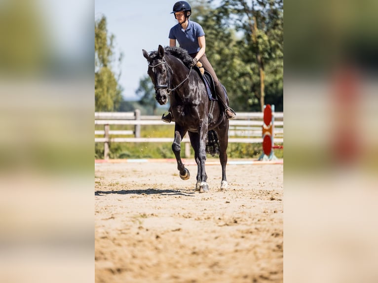 Hannoveraner Wallach 8 Jahre 174 cm Rappe in Bad Laer