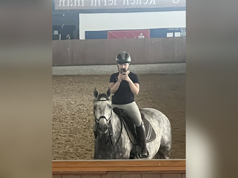 Hannoveraner Wallach 8 Jahre 175 cm Apfelschimmel in Bad Sassendorf