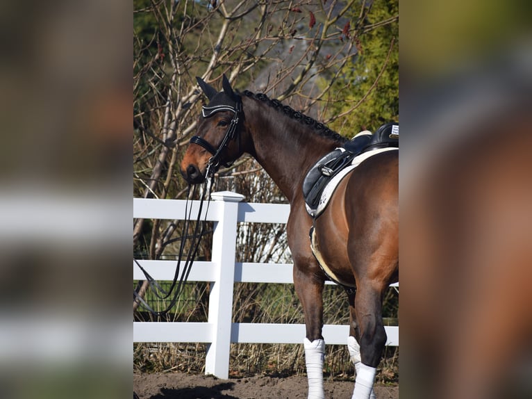 Hannoveraner Wallach 8 Jahre 175 cm Brauner in Dätgen