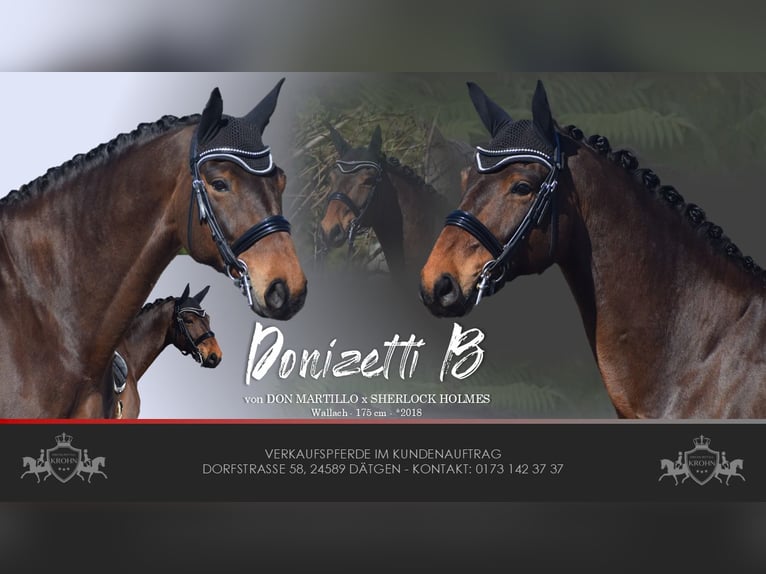 Hannoveraner Wallach 8 Jahre 175 cm Brauner in Dätgen