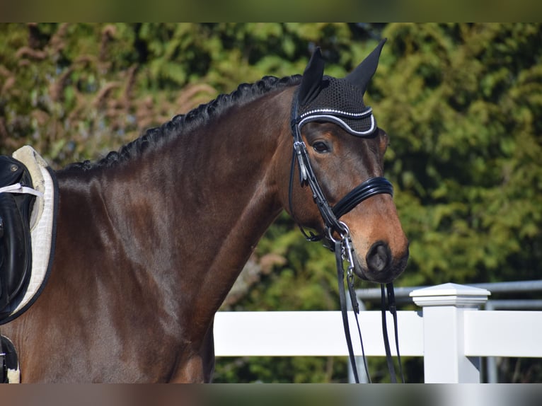 Hannoveraner Wallach 8 Jahre 175 cm Brauner in Dätgen