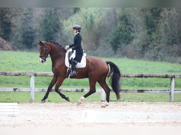 Hannoveraner Wallach 8 Jahre 175 cm Brauner in St remy de provence