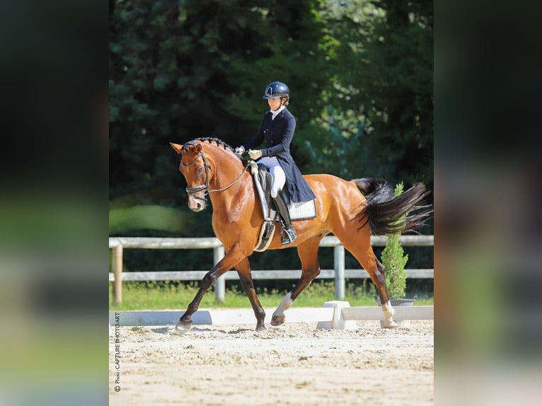 Hannoveraner Wallach 8 Jahre 175 cm Brauner in St remy de provence