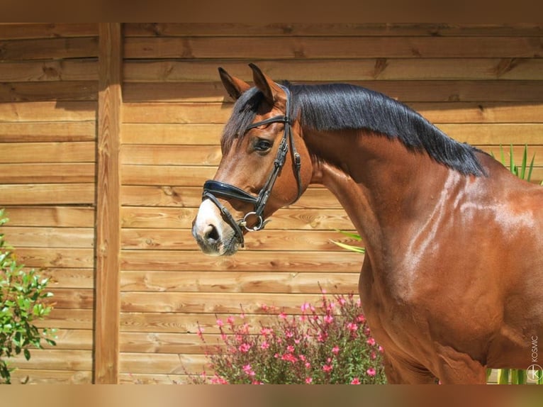 Hannoveraner Wallach 8 Jahre 175 cm Brauner in St remy de provence