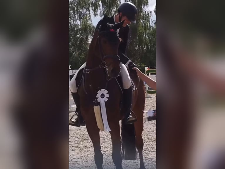 Hannoveraner Wallach 8 Jahre 175 cm Brauner in Reutlingen