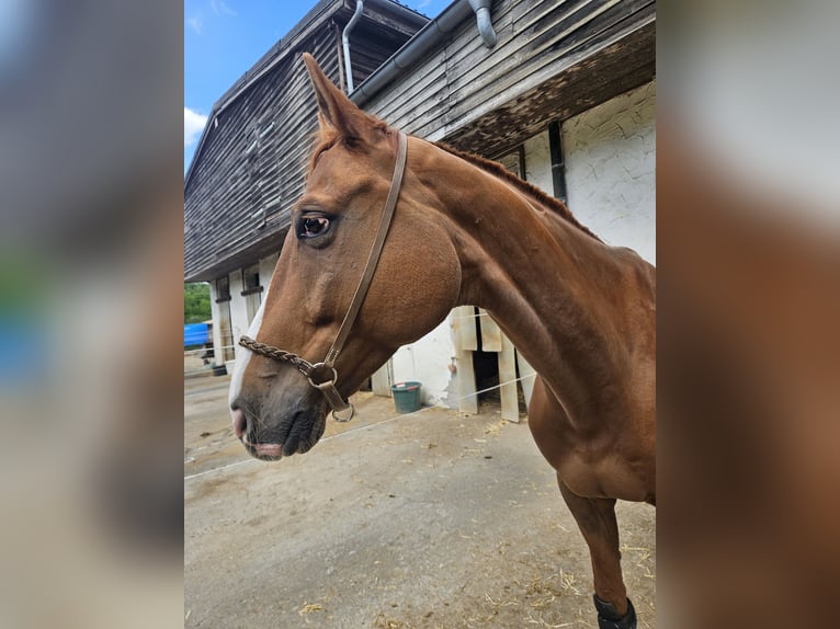 Hannoveraner Wallach 8 Jahre 175 cm  in Würzburg