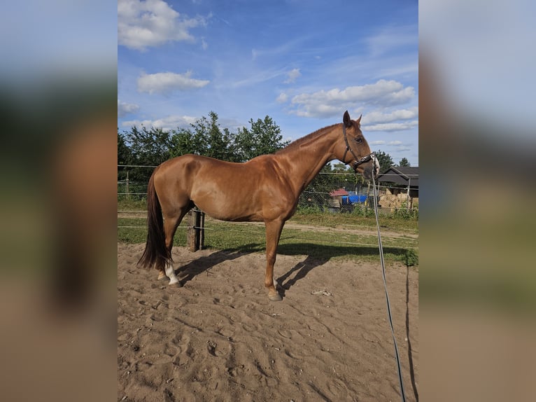 Hannoveraner Wallach 8 Jahre 175 cm  in Würzburg