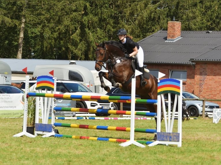 Hannoveraner Wallach 8 Jahre 175 cm Dunkelbrauner in Scharnebeck