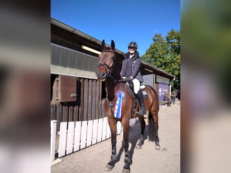 Hannoveraner Wallach 8 Jahre 175 cm Dunkelbrauner in Scharnebeck