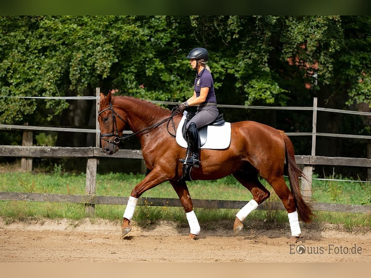 Hannoveraner Wallach 8 Jahre 175 cm Dunkelfuchs in Rehlingen