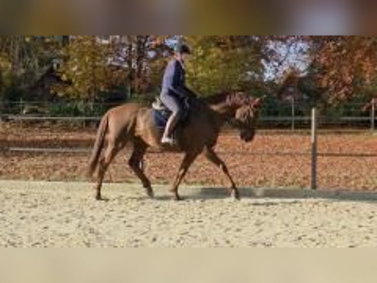 Hannoveraner Wallach 8 Jahre 175 cm Dunkelfuchs in Rehlingen