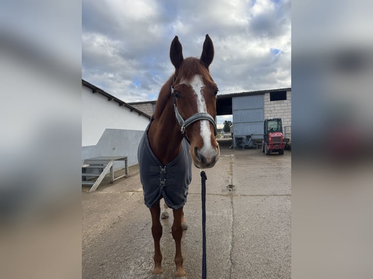 Hannoveraner Wallach 8 Jahre 175 cm Dunkelfuchs in Babenhausen