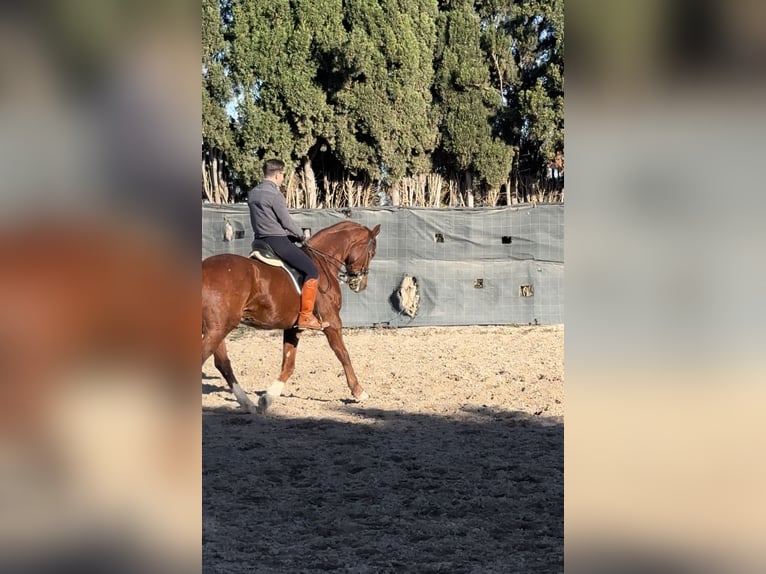 Hannoveraner Wallach 8 Jahre 175 cm Fuchs in Castellon De La Plana/Castello De La Pla