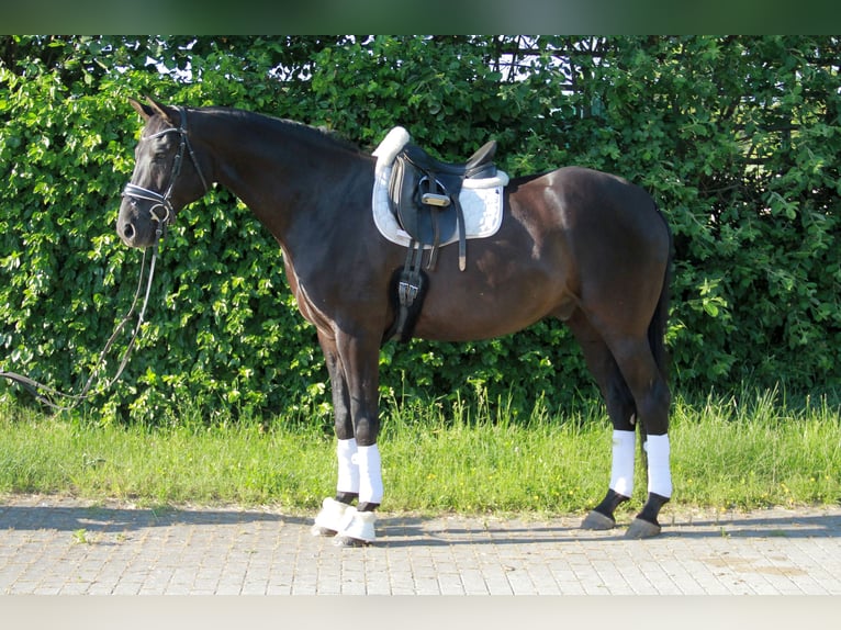 Hannoveraner Wallach 8 Jahre 175 cm Rappe in Neckargemünd