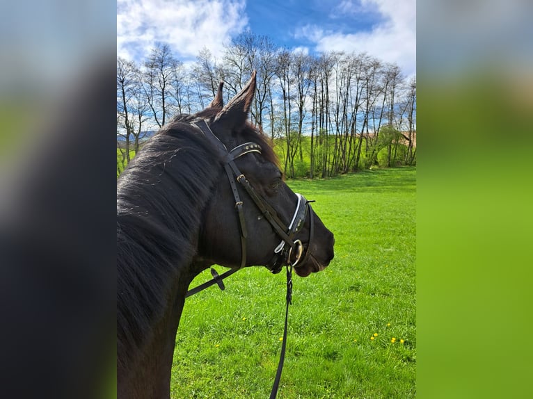 Hannoveraner Wallach 8 Jahre 175 cm Rappe in Nettingsdorf