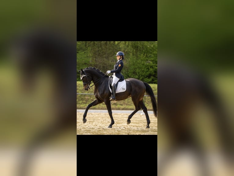 Hannoveraner Wallach 8 Jahre 175 cm Schwarzbrauner in Weingarten