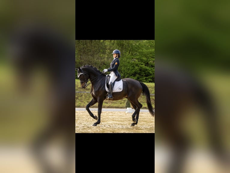 Hannoveraner Wallach 8 Jahre 175 cm Schwarzbrauner in Weingarten