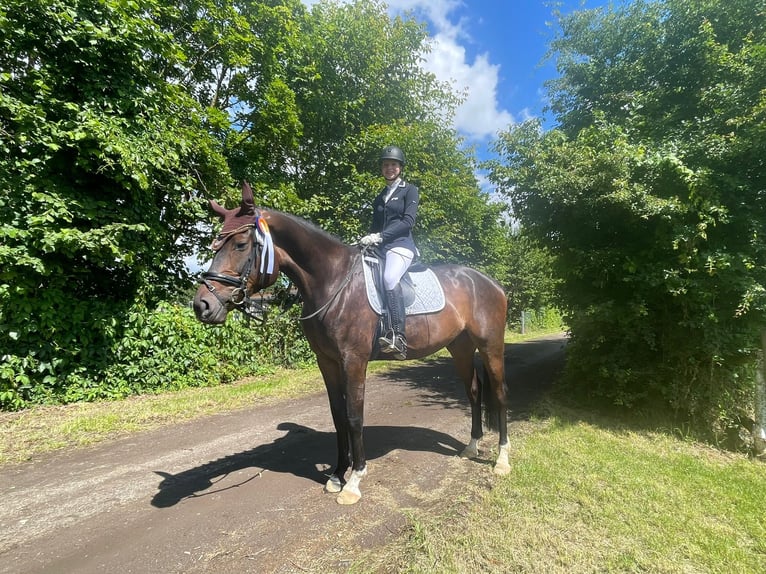 Hannoveraner Wallach 8 Jahre 176 cm Schwarzbrauner in Altenstadt