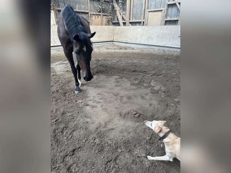 Hannoveraner Wallach 8 Jahre 176 cm Schwarzbrauner in Altenstadt