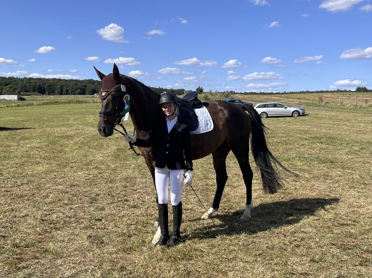 Hannoveraner Wallach 8 Jahre 176 cm Schwarzbrauner in Altenstadt