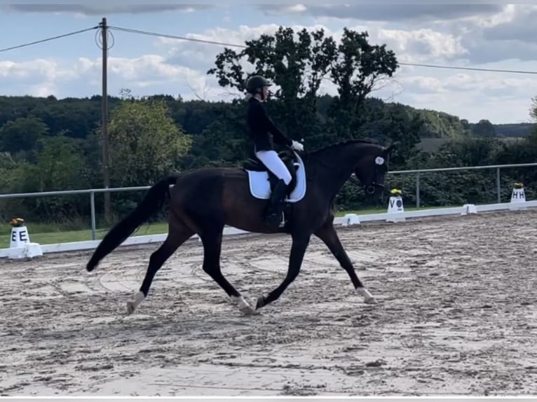 Hannoveraner Wallach 8 Jahre 176 cm Schwarzbrauner in Altenstadt