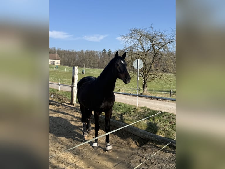 Hannoveraner Wallach 8 Jahre 176 cm Schwarzbrauner in Altenstadt