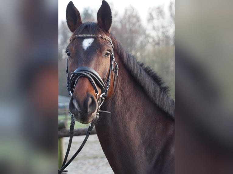 Hannoveraner Wallach 8 Jahre 177 cm  in Haltern am See