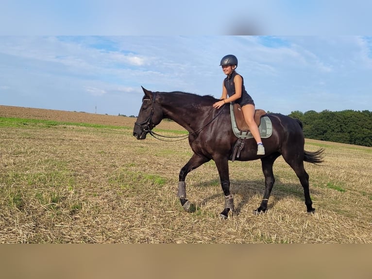 Hannoveraner Wallach 8 Jahre 177 cm Rappe in D&#xFC;sseldorf