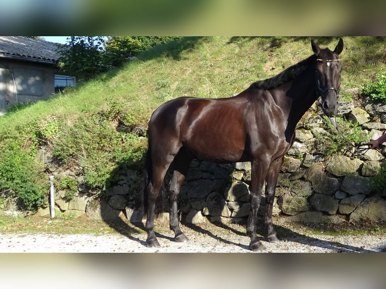 Hannoveraner Wallach 8 Jahre 177 cm Rappe in D&#xFC;sseldorf