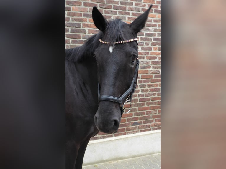 Hannoveraner Wallach 8 Jahre 177 cm Rappe in D&#xFC;sseldorf
