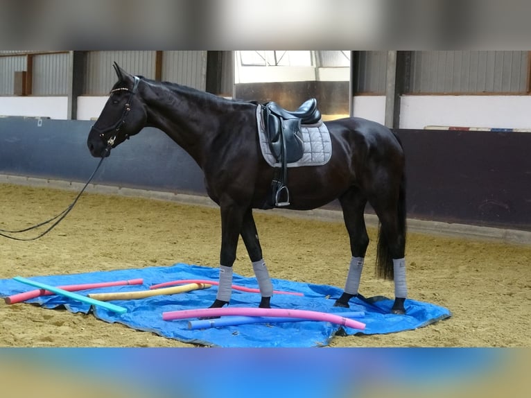 Hannoveraner Wallach 8 Jahre 177 cm Rappe in D&#xFC;sseldorf