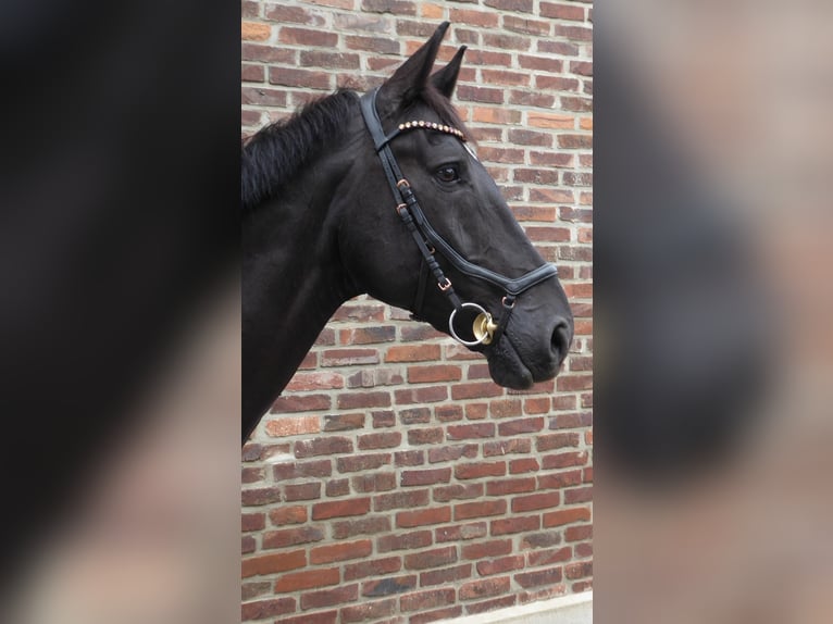 Hannoveraner Wallach 8 Jahre 177 cm Rappe in D&#xFC;sseldorf